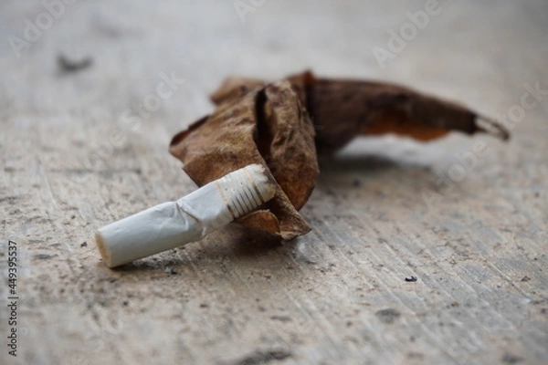 Fototapeta a dry leaf and cigarette trash on the rough floor
