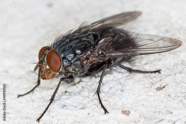 Fototapeta Stubenfliege