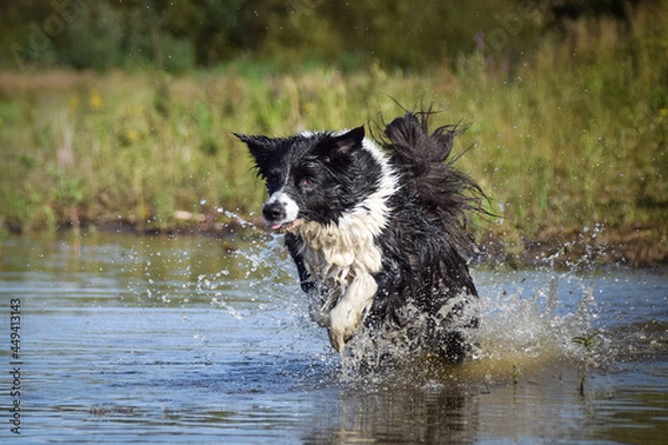 Fototapeta Border collie is jumping into the water. He loves water and he jump for stick.