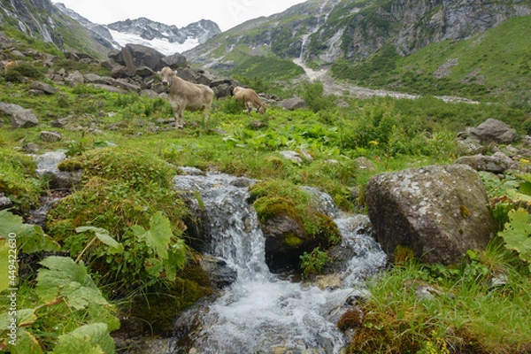 Fototapeta Kühe auf einer Almwiese mit kleinem Gebirgsbach