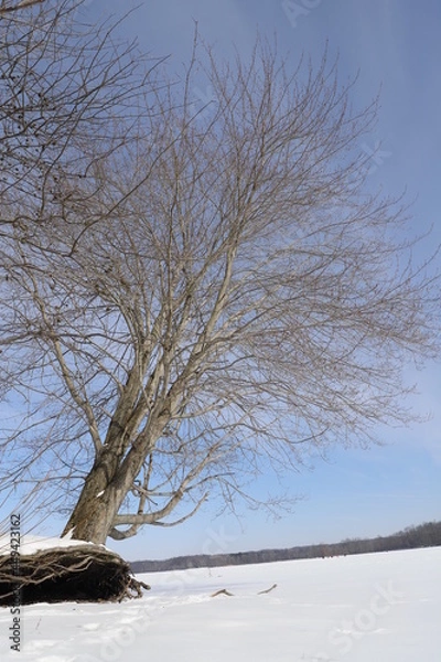 Obraz Snow Covered Lake