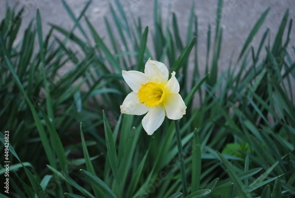 Fototapeta daffodils in spring