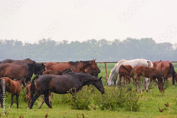 Fototapeta A herd of horses grazing in the pasture in the rain