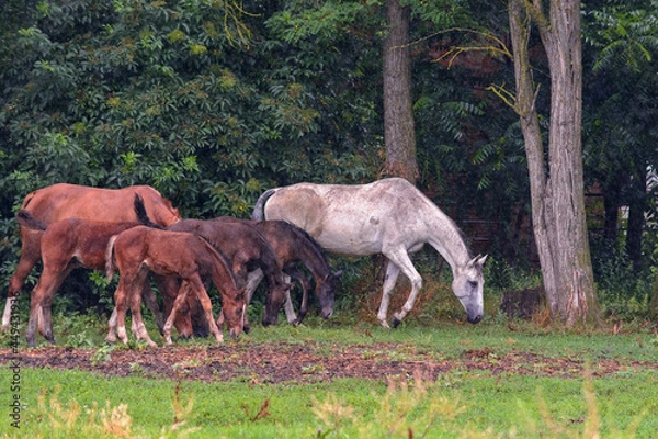 Fototapeta A herd of horses hides from the rain under the trees in a grove