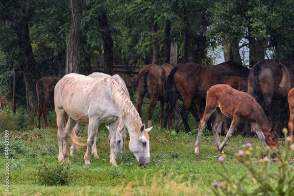 Fototapeta A herd of horses hides from the rain under the trees in a grove, a white horse in the foreground eats grass
