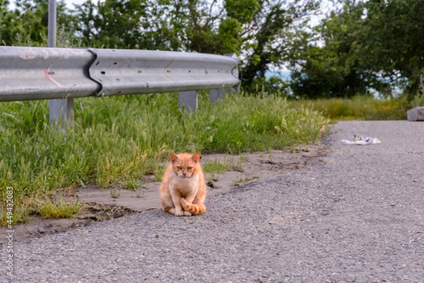 Fototapeta Sad ginger cat sits on the side of the road