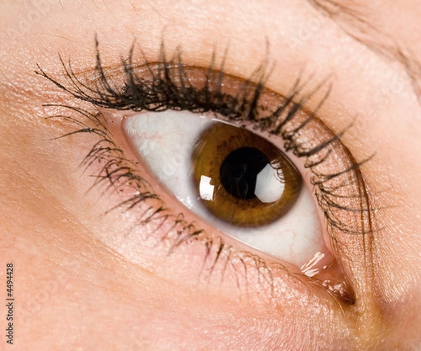 Fototapeta brown eye