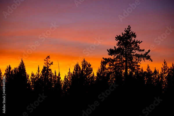 Fototapeta Sunset Clouds over Tree Line