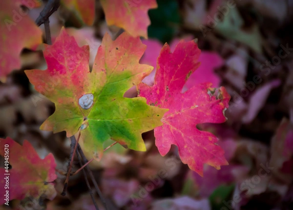 Fototapeta Maple Leaf at the Peak of Fall