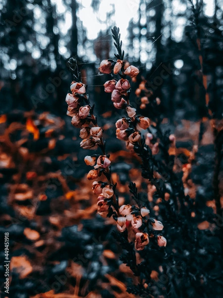 Fototapeta Flowers in the forest