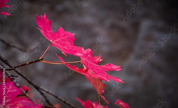 Obraz Colorful Autumn Maple Leaves