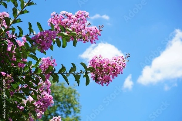 Obraz 大輪のサルスベリ