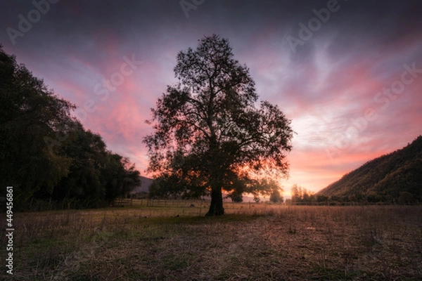 Obraz sunset in the park