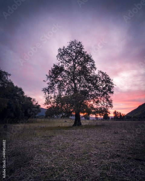 Obraz sunset in the park