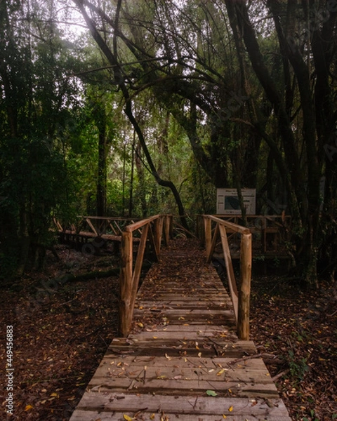 Obraz path in the woods