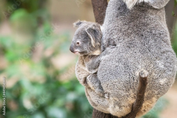 Obraz Baby koala looks out to the left as it rest on its mother’s side.