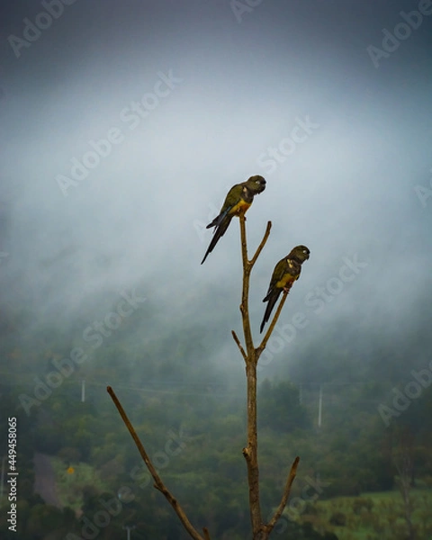 Obraz bird on a branch