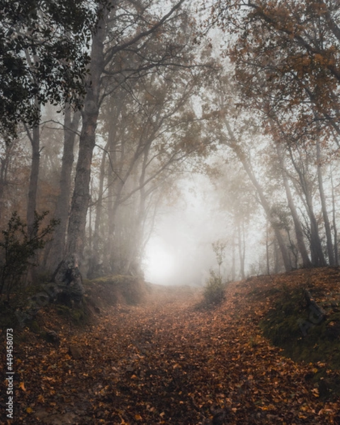 Obraz fog in the forest