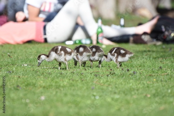 Obraz ducklings in the park