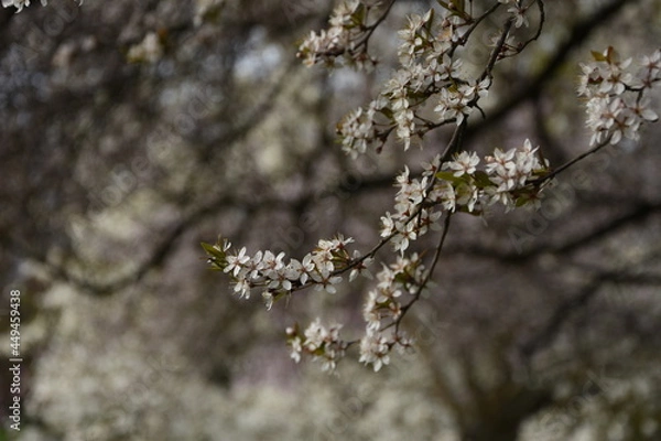Obraz blossom in spring