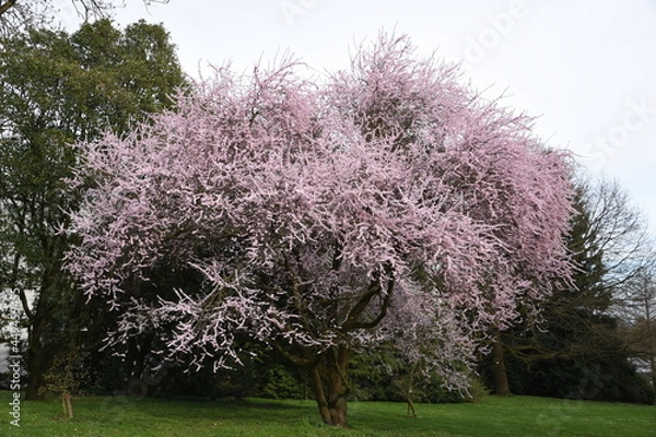 Obraz blooming tree in spring
