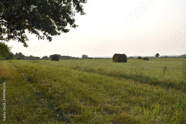 Fototapeta Hay Field