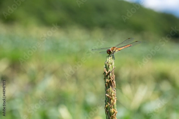 Fototapeta とうもろこしの茎にとまるトンボ