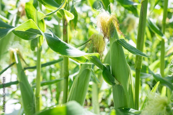 Obraz とうもろこし農園のとうもろこし