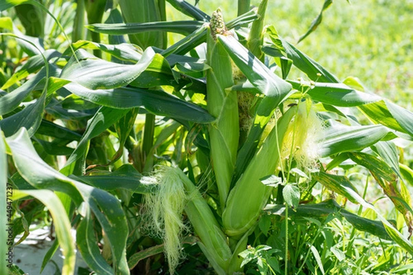 Obraz とうもろこし農園のとうもろこし