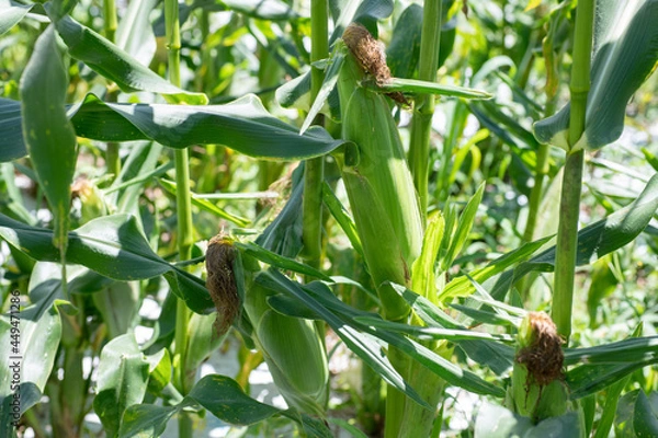 Obraz とうもろこし農園のとうもろこし