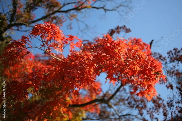 Fototapeta 見事な紅葉

