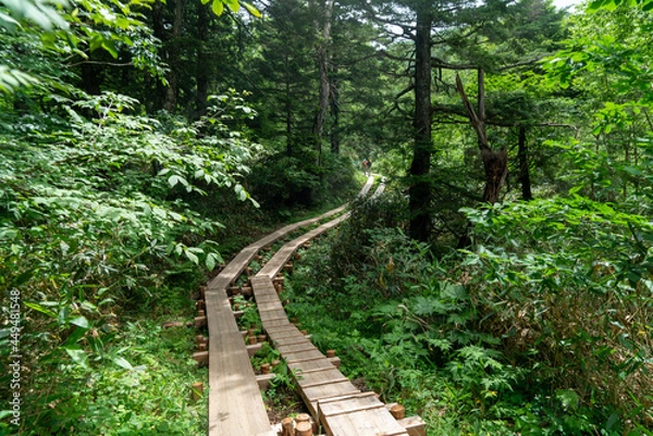 Fototapeta 福島県、新潟県、群馬県にある尾瀬ヶ原をハイキングしている風景 Scenery of hiking in Ose-ga-hara in Fukushima, Niigata and Gunma prefectures.