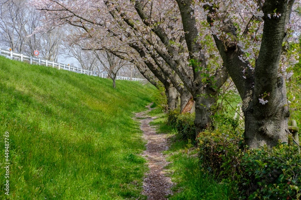 Obraz 桜の下の小道