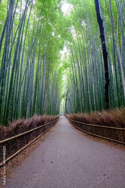 Obraz 竹林の小道