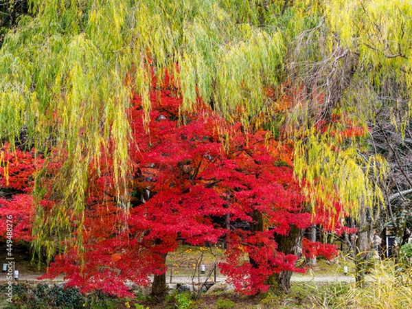 Obraz 紅葉と柳の木