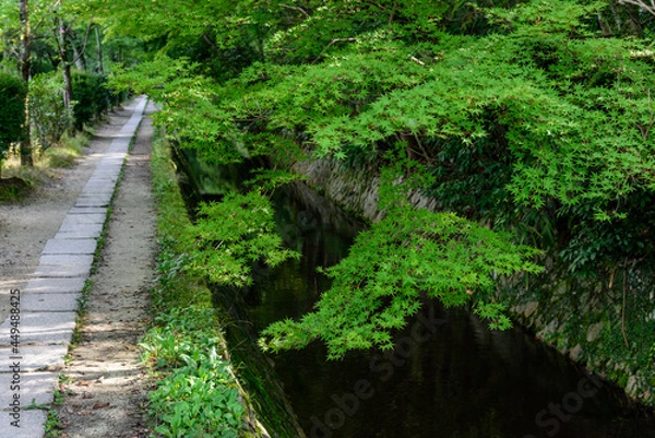 Obraz 哲学の道と新緑