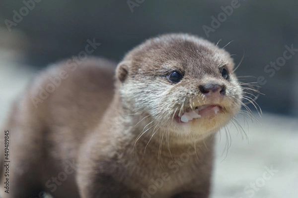 Obraz かわいいかわうそ