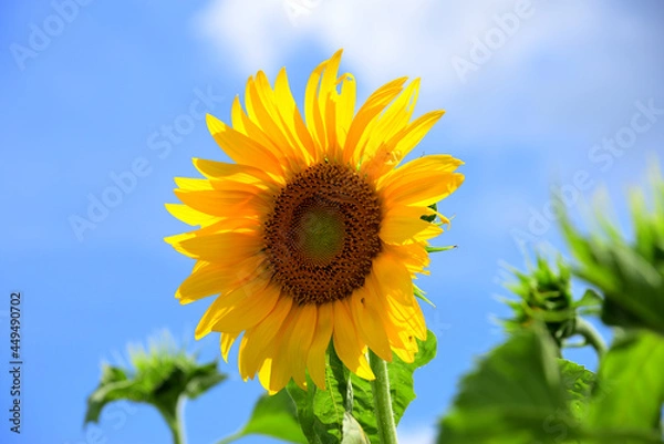 Fototapeta 夏の花　ヒマワリ　in 三重県松阪市