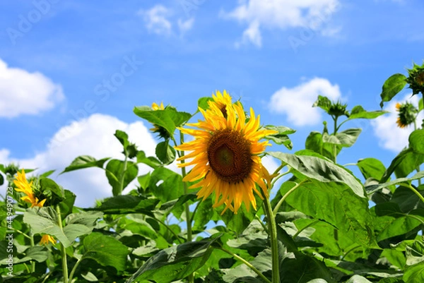 Fototapeta 夏の花　ヒマワリ　in 三重県松阪市