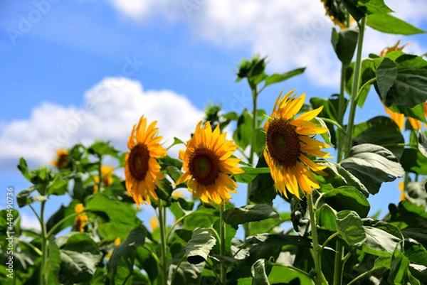 Fototapeta 夏の花　ヒマワリ　in 三重県松阪市