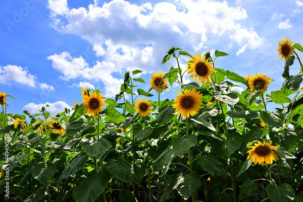Fototapeta 夏の花　ヒマワリ　in 三重県松阪市