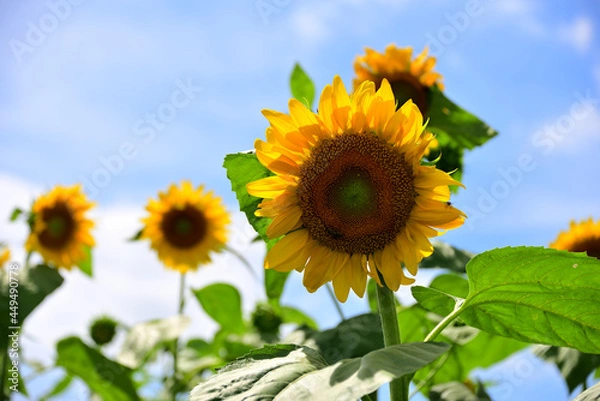 Fototapeta 夏の花　ヒマワリ　in 三重県松阪市