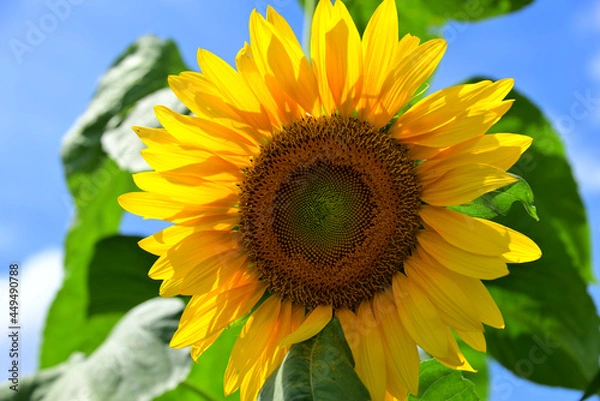 Fototapeta 夏の花　ヒマワリ　in 三重県松阪市