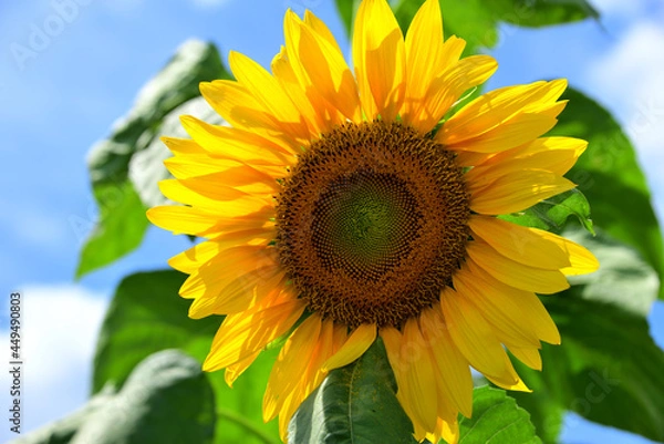 Fototapeta 夏の花　ヒマワリ　in 三重県松阪市