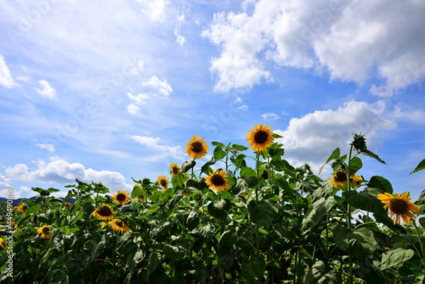 Fototapeta 夏の花　ヒマワリ　in 三重県松阪市
