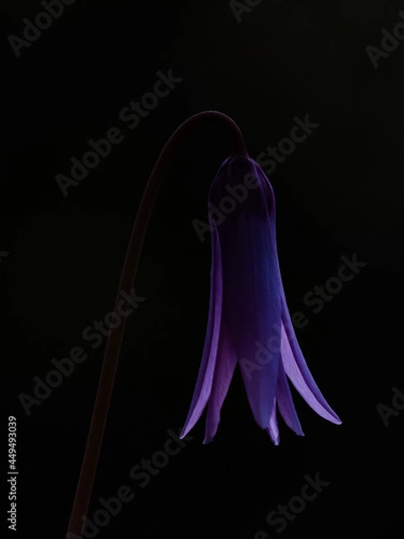 Obraz カタクリの花 1