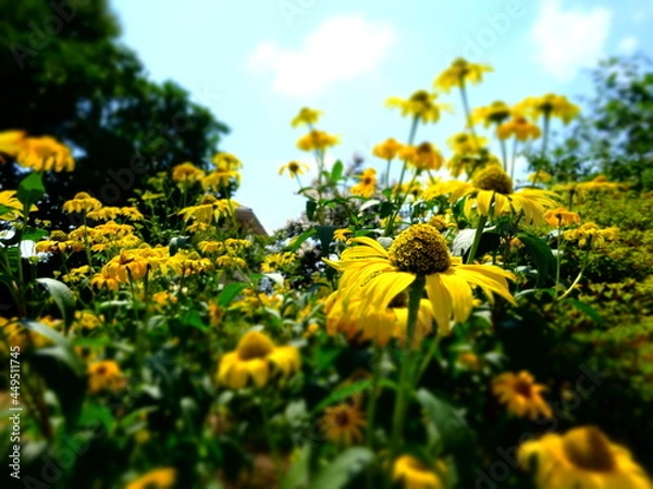 Fototapeta ひまわりと青空