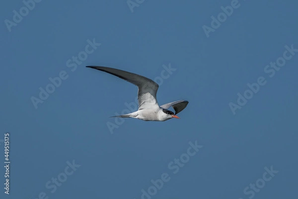 Fototapeta Common tern in flight