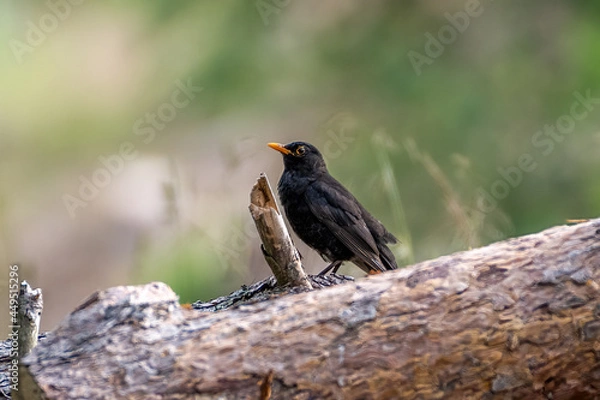 Fototapeta Common Blackbird on a logg