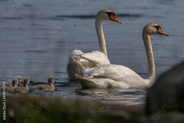 Fototapeta a pair of mute swan with chicks